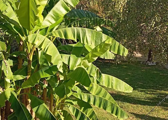 Les Bananiers Semesterbostad *